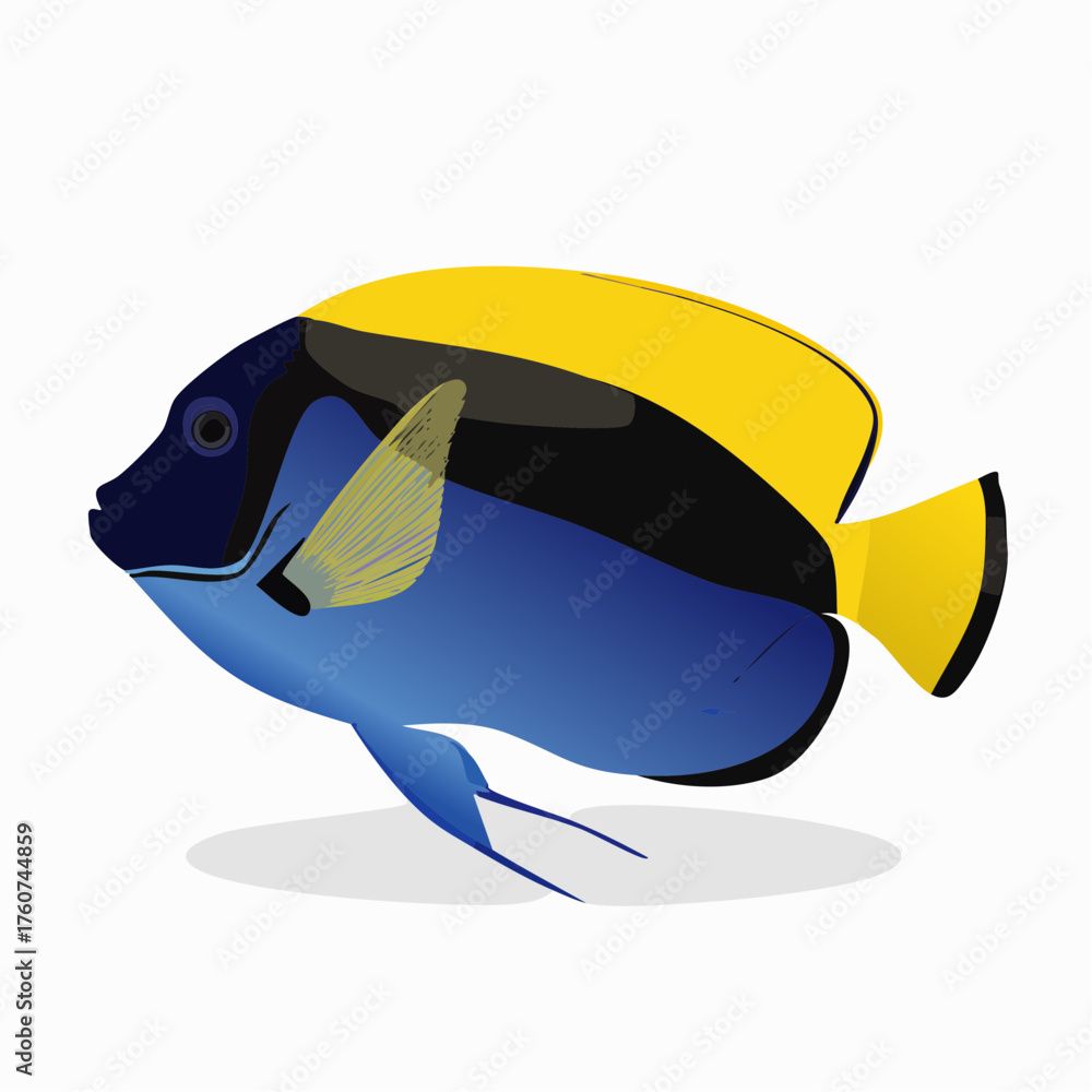 Obraz premium Blaustirn-Engelfisch