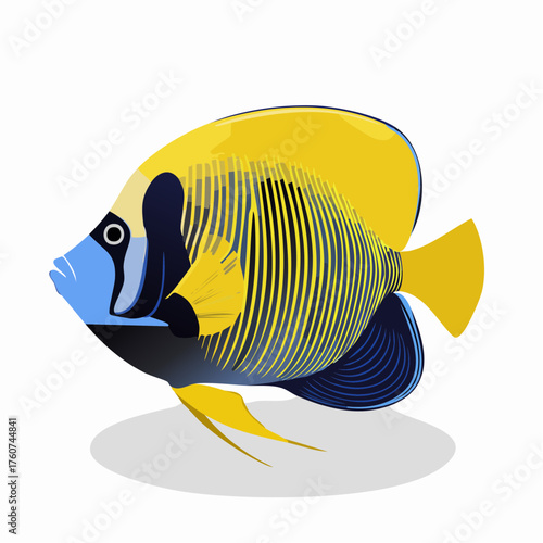 Blaustirn-Engelfisch