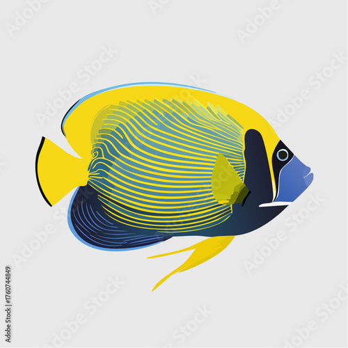 Blaustirn-Engelfisch