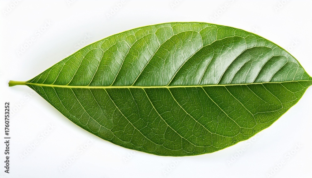 Obraz premium Avocado Leaf Isolated On A White
