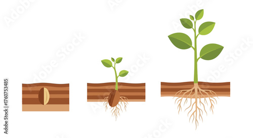 The stages of a plant s growth from seed to seedling