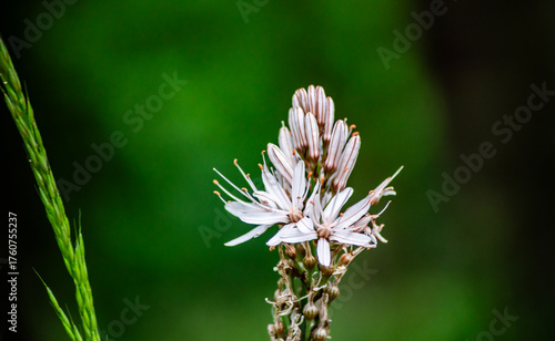 Asphodelus albus with blurred background

