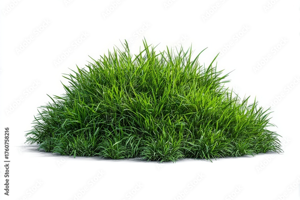 Fototapeta premium Lush Green Grass Plant Thriving in Bright Sunlight With Healthy Foliage