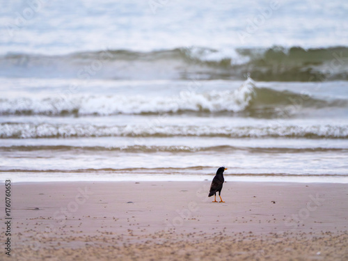 Solitary Shorebird by the Wavy Sea