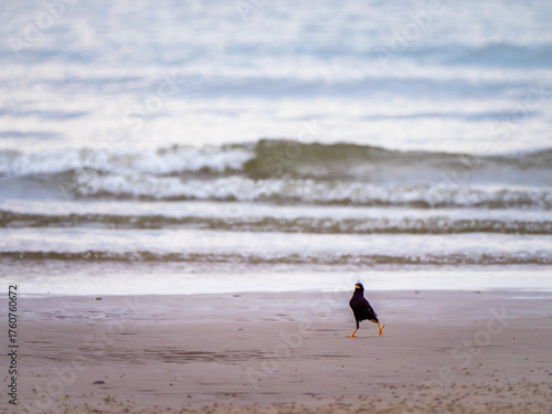 Myna's High-Stepping Stride on the Shore