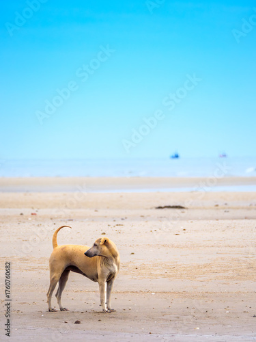 Alert Dog on Guard at the Wide Shore