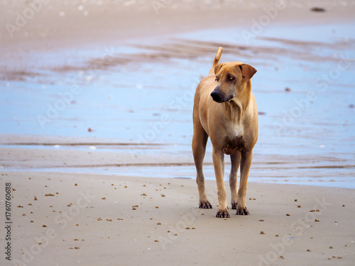 Watchful Stray Dog on the Wet Tidal Beach
