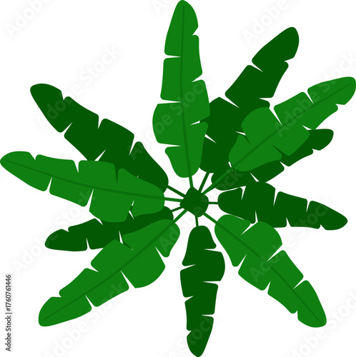 Banana tree plant leaves top view illustration