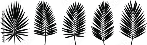 Collection of Five Black Palm Fronds with Pointed Leaves on White Background
