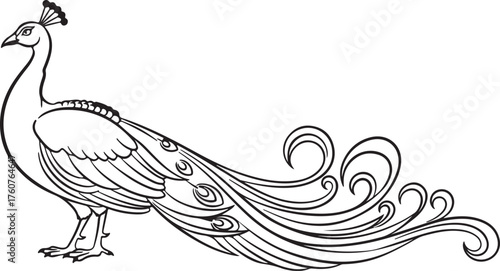 peacock vector illustration