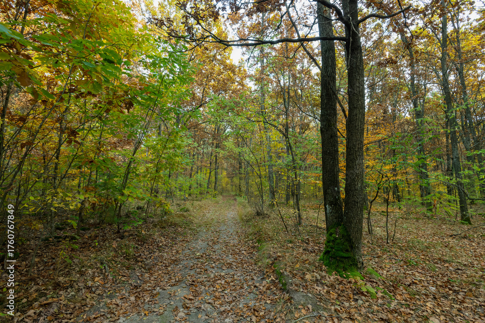 Fototapeta premium Autumn Forest Path with Fallen Leaves