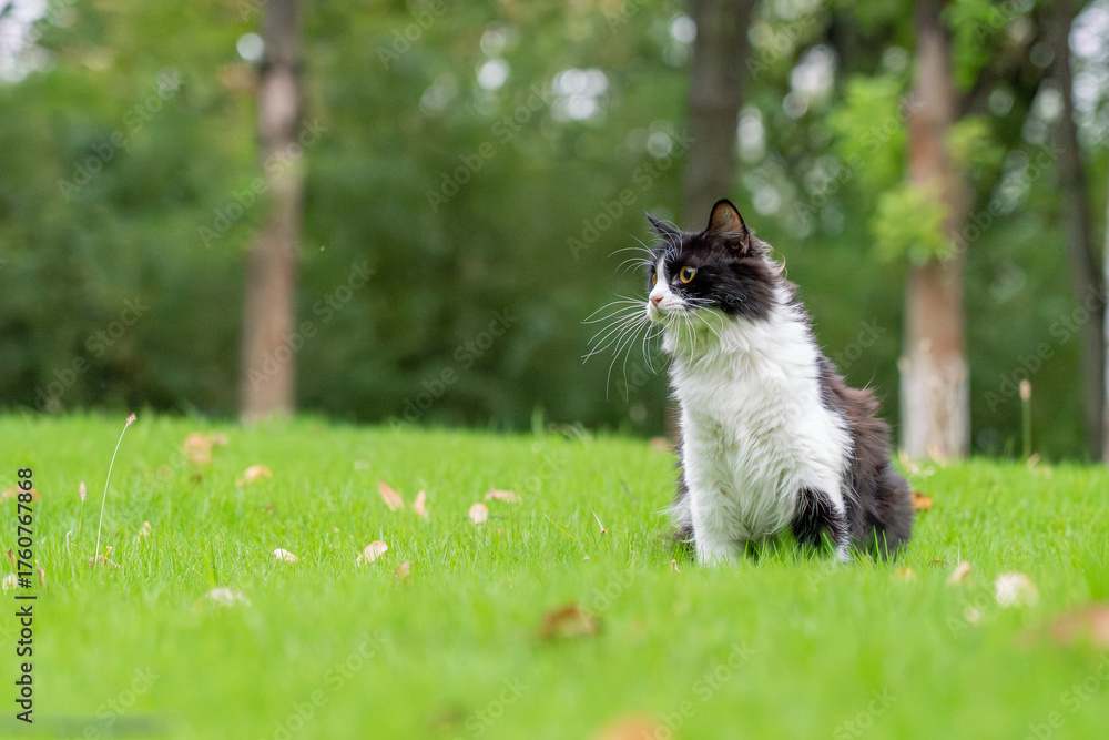 Obraz premium Fluffy Black and White Cat Sitting Gracefully on Green Grass in Park