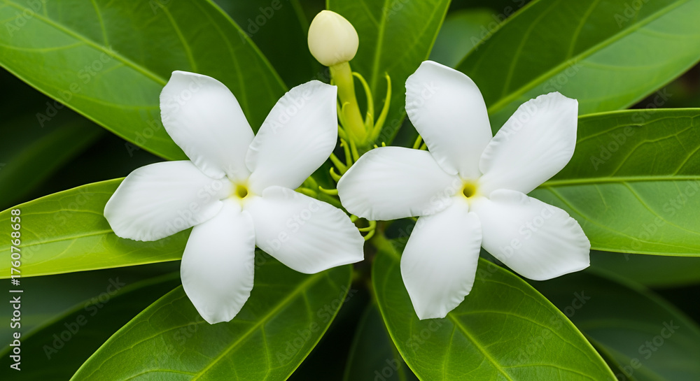 Fototapeta premium Image is a close-up photograph of two white jasmine flowers set against a backdrop of lush green leaves. The flowers are centrally positioned, each with five petals radiating symmetrically from a smal