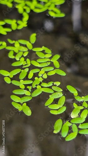 green leaves on the water