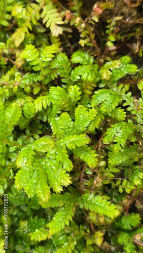 green moss background