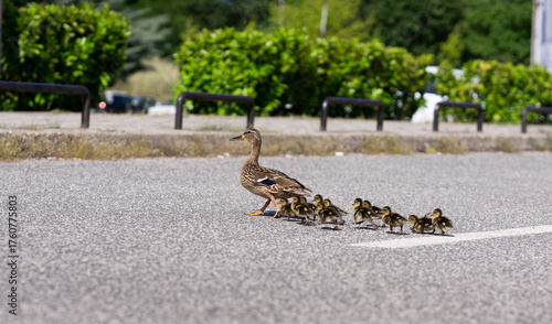 Mother duck with her ducklings crossing urban street. Ducklings walking with her mother.