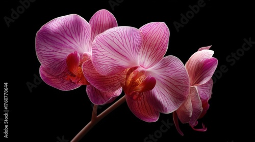 orchid on black background
