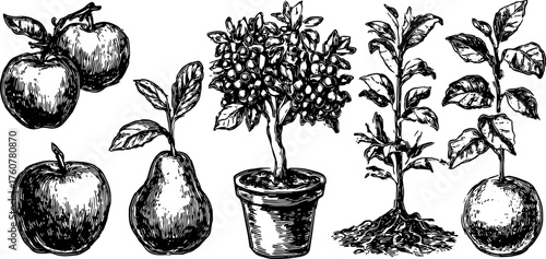 Illustration of various fruits including apples and pears with leaves and trees. Hand-drawn style in black and white for a vintage vector set.