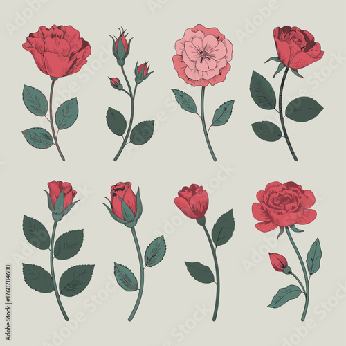 A vintage botanical illustration showcases a collection of red roses in various stages of bloom, each with its own unique charm and detail, set against a neutral background isolated on white backgroun