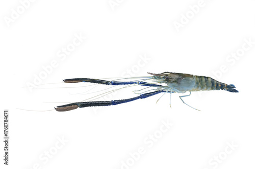 Giant freshwater prawn (Macrobrachium rosenbergii) on white background,isolated