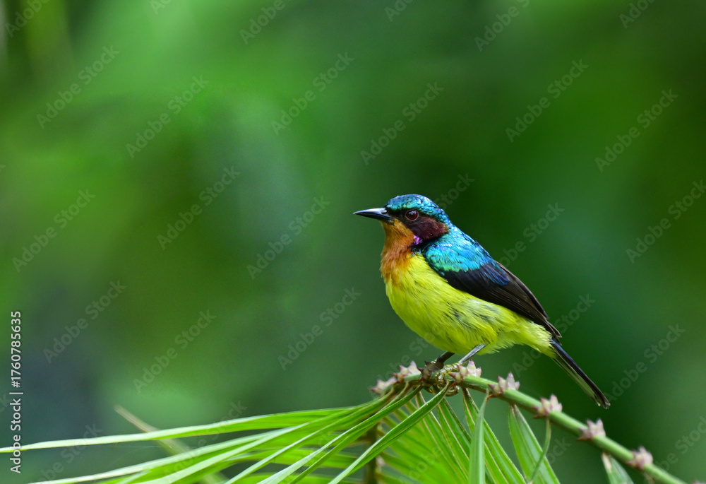 Obraz premium colorful male Ruby-cheeked Sunbird ( Anthreptes singalensis ) perched on green tree branch ,thailand