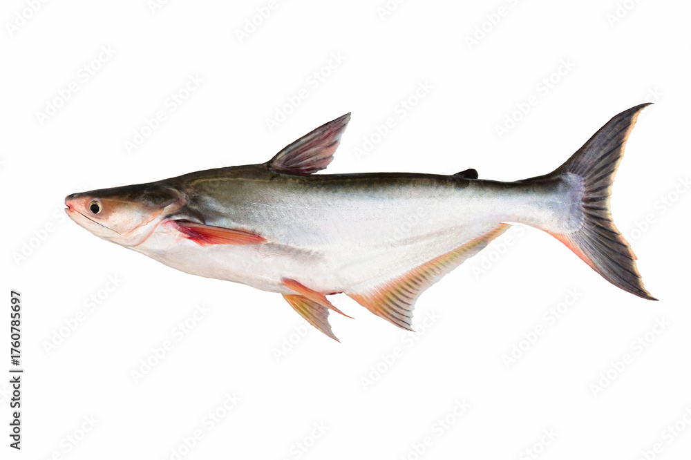 Obraz premium Striped catfish(Pangasianodon hypophthalmus) on white background closeup , isolated