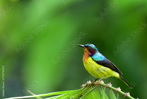colorful male Ruby-cheeked Sunbird ( Anthreptes singalensis ) perched on green tree branch ,thailand