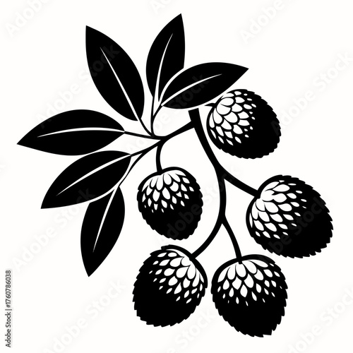 Litchi Branch Silhouette
