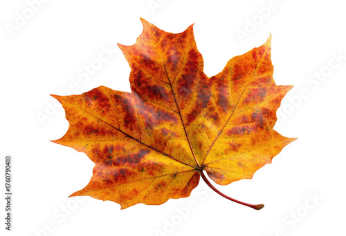 Wallpaper Mural Vivid close-up of a single, brilliantly colored maple leaf against a pure black background Torontodigital.ca