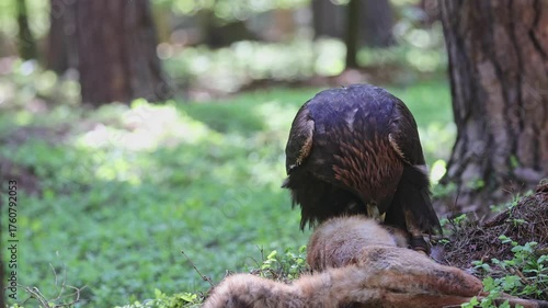 Golden eagle eats a fox it has caught in the forest. Horizontally. 