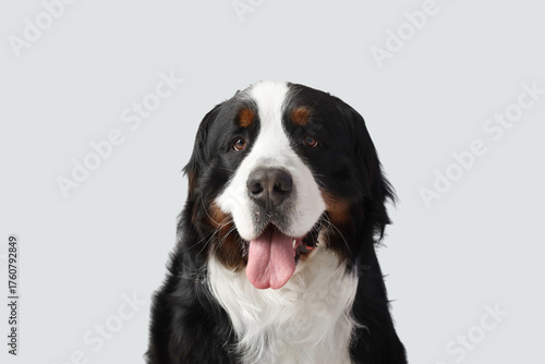 Cute Bernese mountain dog o...