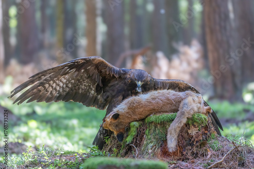 Golden eagle stands with its wings spread over a fox it has caught in the forest.