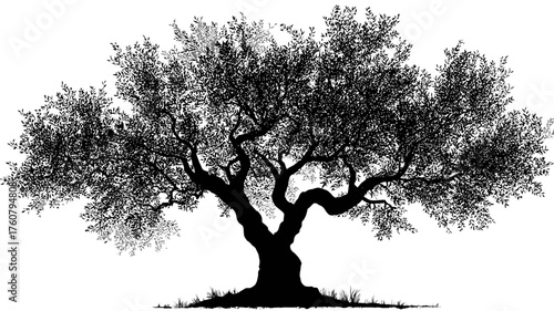 Ancient Mediterranean Olive Tree Silhouette Vector Illustration, Old Gnarled Trunk and Dense Foliage, Nature and Agriculture Concept