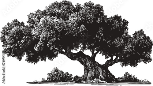 Detailed ancient tree illustration, hand-drawn vector art of a mature deciduous tree, nature symbol, black and white vintage woodcut style.