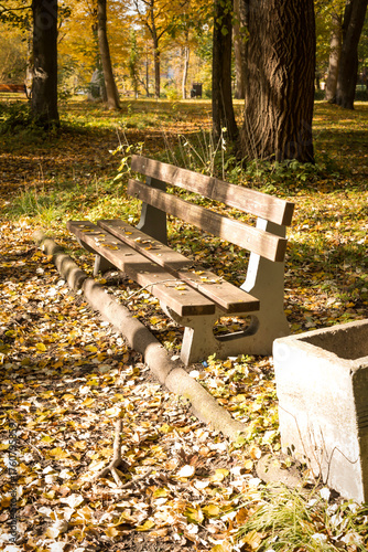 Forest path covered with autumn leaves.A scenic path through an autumn forest blanketed with fallen golden leaves. Gentle sunlight casts soft shadows across the trail, creating a peaceful and inviting