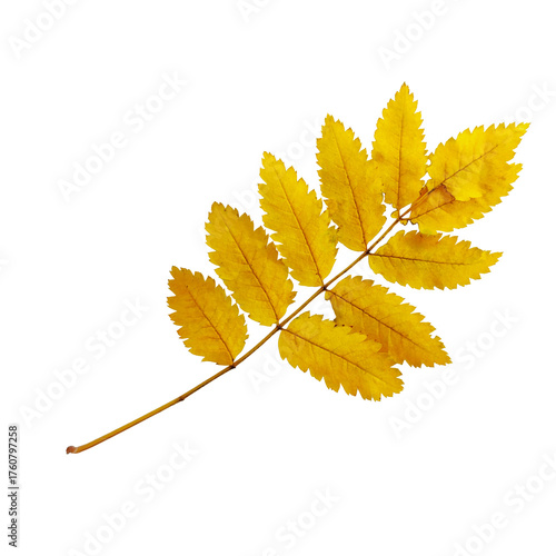 Cluster of yellow rowan leaves isolated on PNG background. Ideal for autumn design, seasonal cards, banners, and decorative projects.