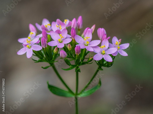 Closeup view of delicate purple pink and yellow flowers of centaurium erythraea aka common centaury or European centaury blooming outdoors in the wild