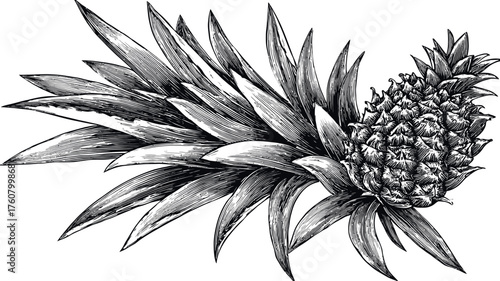 Detailed hand-drawn pineapple fruit with leafy crown, vintage engraved style. Tropical botanical illustration, black and white sketch art.