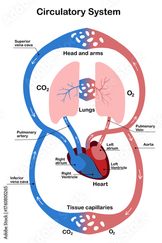 Human Circulatory System Vector Illustration – Heart, Arteries and Veins Diagram for Medical and Educational Use
