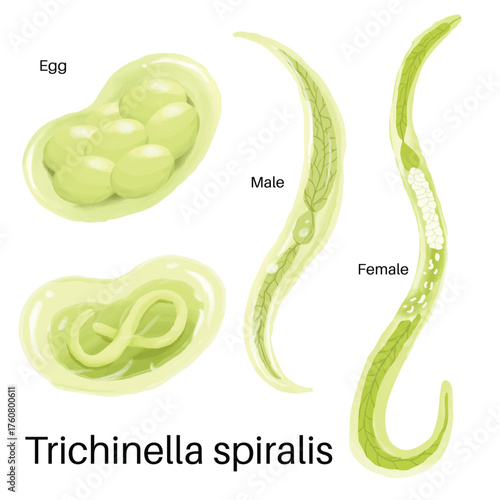 Trichinella is the genus of parasitic roundworms.