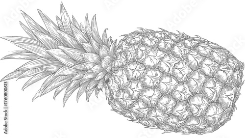 Detailed hand-drawn black and white pineapple illustration. Botanical sketch of a tropical fruit, perfect for vintage or organic design.