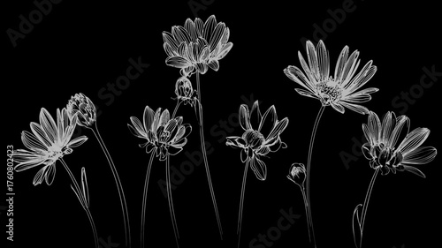 Luminous X-ray effect white flowers and buds on a stark black background, showcasing delicate botanical outlines and transparency in a minimalist, artistic composition.