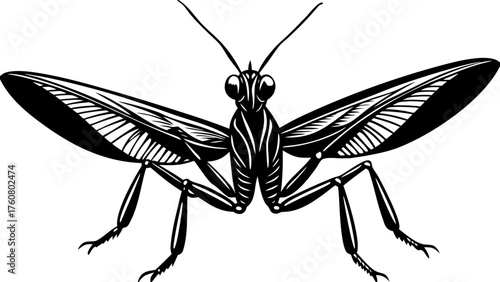 Praying Mantis Insect Outline - Predatory Wildlife and Nature Drawing
