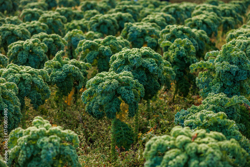 Fotomural Rows of curly kale stand in morning dew, ruffled leaves bead with moisture