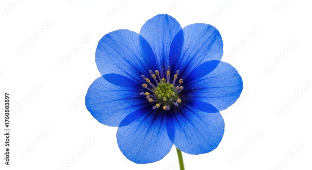 Fototapeta premium Delicate blue flower with six petals, green center, on a clean white background