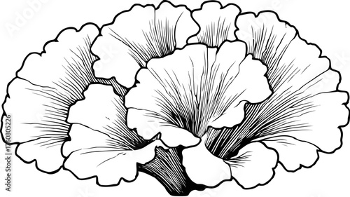 Organic botanical illustration with fan-shaped leaves, elegant nature drawing in black and white, decorative plant cluster vector art