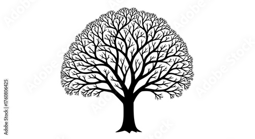 Striking Silhouetted Bare Tree With Intricate Branching Pattern