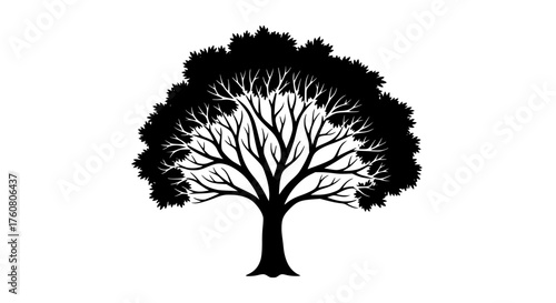 Silhouette of a large deciduous tree with expansive branches and lush foliage