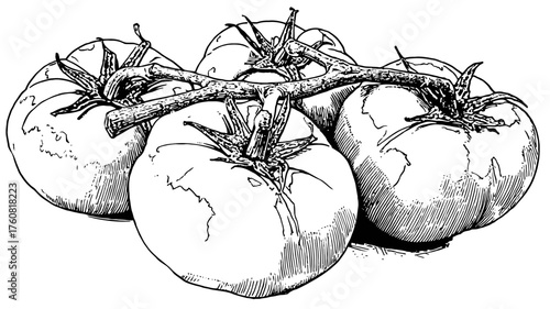 Hand-drawn black and white sketch of fresh ripe tomatoes on the vine. Organic farm produce illustration, healthy food ingredient.