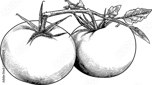 Black and white hand-drawn illustration of two fresh tomatoes on the vine, botanical sketch of organic garden produce.